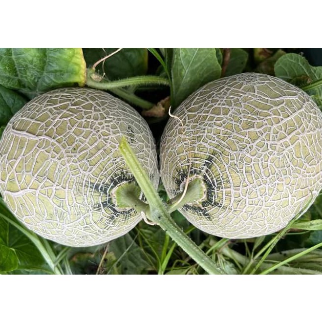 Hạt Giống Dưa Lưới Ruột Đỏ Cam Ngọt 15 Hạt  - TaNe Garden