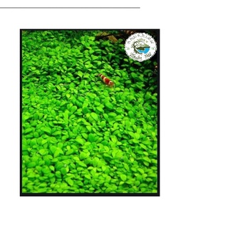 Cây Trân châu nhật trãi nền thủy sinh full lá nước