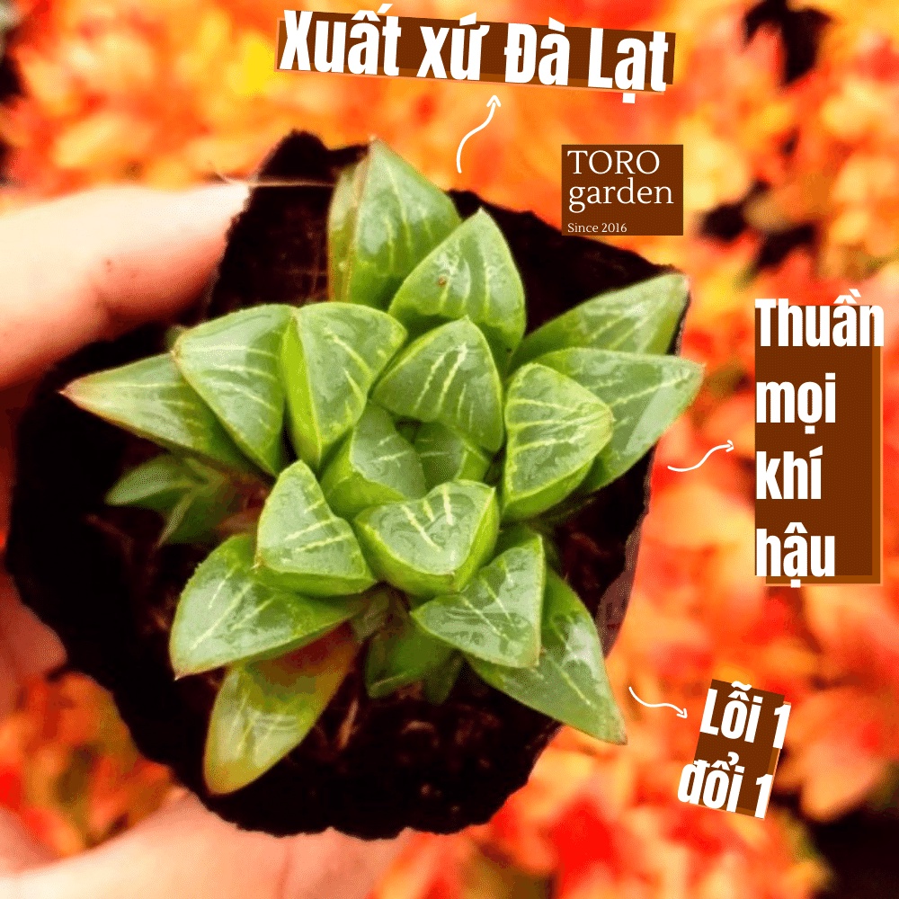 Sen đá guốc haworthia Đà Lạt size bé cây cảnh trang trí nhà cửa Toro garden