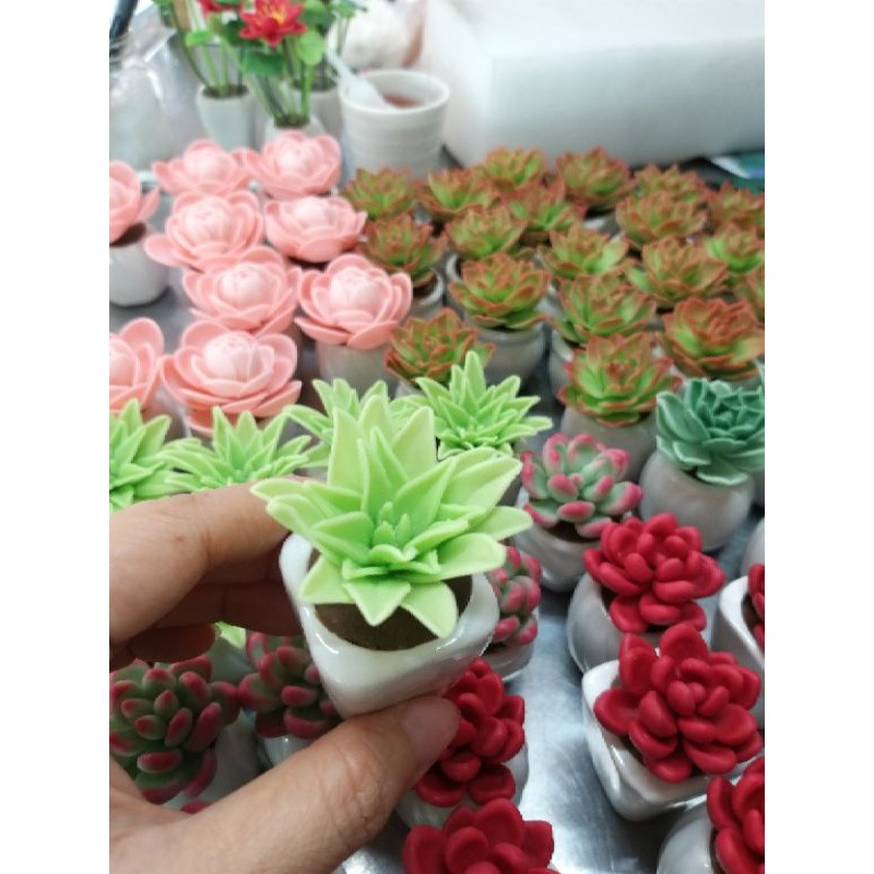 SEN ĐÁ MINI,Giao mẫu ngẫu nhiên