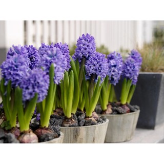 Củ hoa Tiên Ông chuẩn F1 ( Dạ Lan Hương)