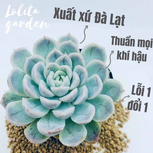 SEN ĐÁ MÓNG TAY SIZE BÉ, HÀNG ĐÀ LẠT, SIÊU XINH SIÊU KHỎE, LỖI 1 ĐỔI 1