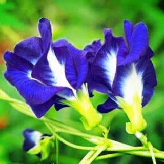 10 Hạt giống hoa đậu biếc kép