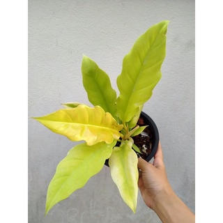 cây ngọn lửa vàng philodendron ring of fire gold