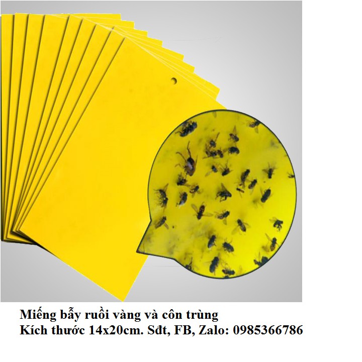 1 Miếng nhựa bẫy dính ruồi vàng và côn trùng hại hoa lan cây trồng bằng màu sắc không có hóa chất