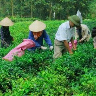 Bột lá nhuộm tóc thảo dược ogatic