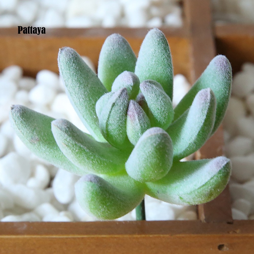 1 Cây Cảnh Giả Bằng Nhựa Cho Trang Trí