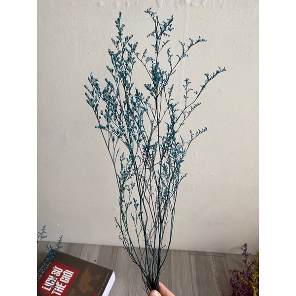 Hoa sao đuôi công khô, sao tình nhân - Hoa khô trang trí, decor