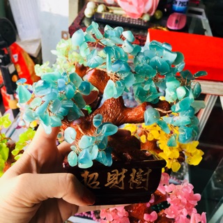 Cây tài lộc nhiều màu