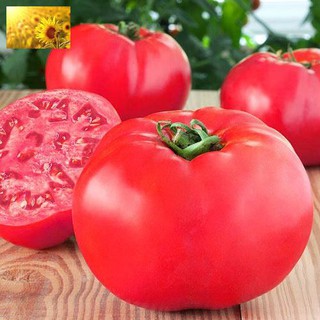 Hạt giống cà chua quả to ấn độ