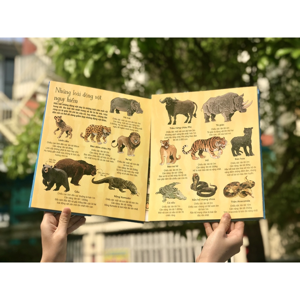 Sách - Big book - Cuốn sách khổng lồ về các loài động vật khổng lồ