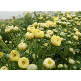 (GIÁ SỈ 1KG) TRÀ CÚC BAO TỬ - NỤ HOA CÚC