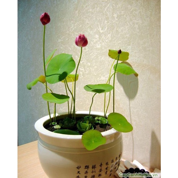 Hạt Giống Hoa Sen Mini Nhật Bản - 10 Màu Siêu dễ trồng - Dễ chăm sóc