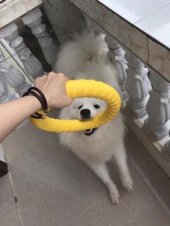 Vòng cao su mềm cho chó ,Phụ kiện đồ chơi đồ huấn luyện chó, vòng cao su mềm nổi trên mặt nước