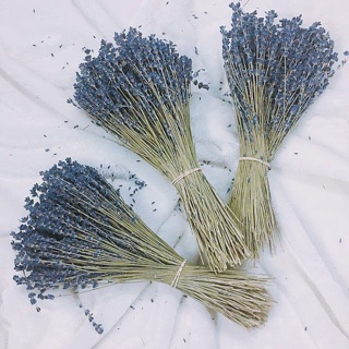 Hoa Oải Hương Lavende - Pháp