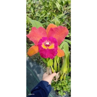 Lan Cattleya chậu lớn đang nụ