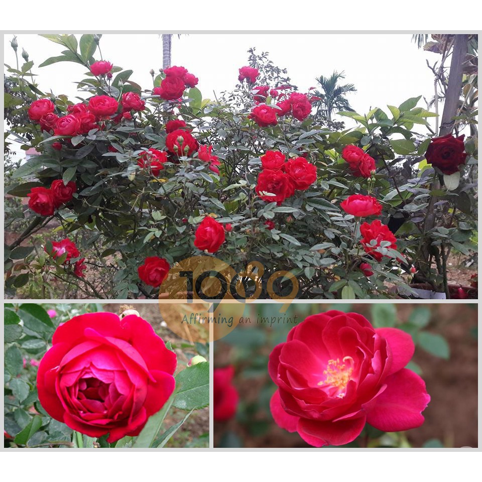 Bầu HOA HỒNG CỔ QUÊ SON- BẦU CÂY GIỐNG DÂM CÀNH TỪ CÂY MẸ NGUYÊN BẢN + Tặng 01 cây dâu da đất