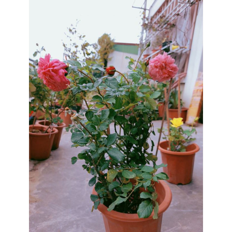 Hoa hồng Christopher Marlowe