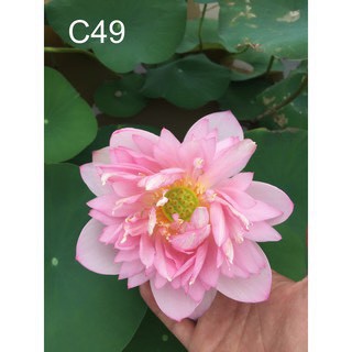 Củ sen C49 ra hoa sau 4-5 tháng