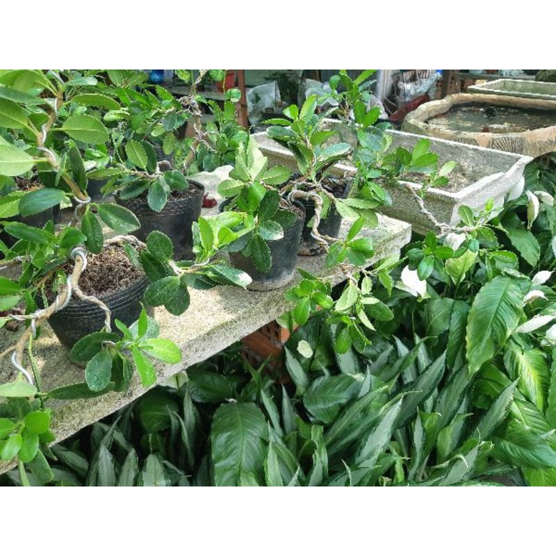 Cây si Nhật bonsai