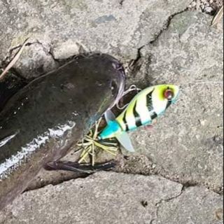 🔥Chuyên mồi câu cá lóc 🔥Mồi Drave Ripper và Korek70 (crankbait)