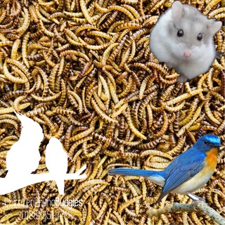 500g sâu gạo sấy khô dinh dưỡng (hàng loại 1) [thức ăn: Chim cảnh, Gà kiểng, Hamster, Bọ ú, Sóc...]