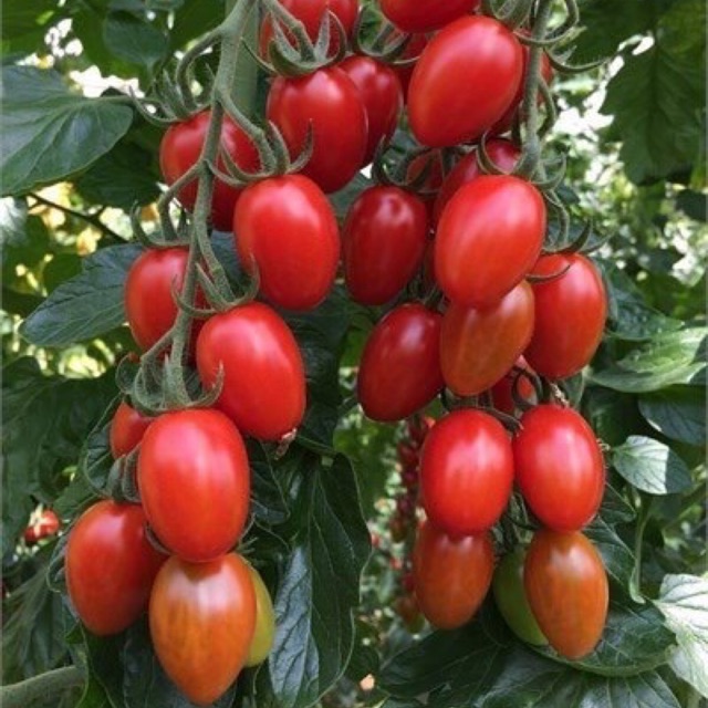 Hạt giống cà chua cherry đỏ