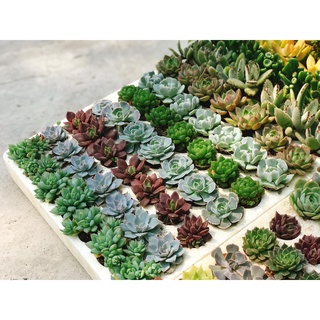 Sen đá mini size vỉ ( Chọn cây ngẫu nhiên)
