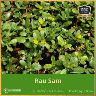 Hạt Giống Rau Sam SV 5g/gói - Sinh Trưởng Mạnh, Kháng Bệnh Virus Rất Tốt, Khả Năng Đậu Trái Cao, Trồng Quanh Năm