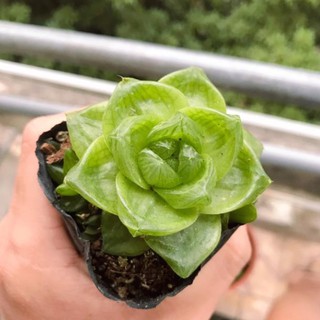 Sen Đá Ngọc Lá Bẹt | Xuất xứ Đà Lạt | Dễ trồng dễ chăm