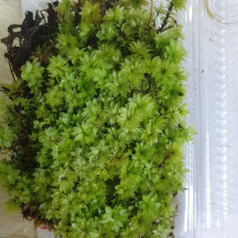 Rêu Hồng Đài