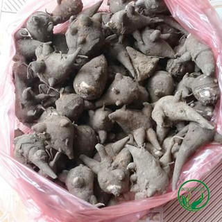 🌱 1kg Củ Ấu Tàu (Gấu Tàu, Ấu Tẩu) - Sản phẩm được thu hái tự nhiên - DLQ208