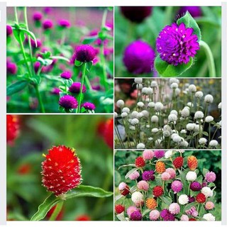 Hạt Giống Hoa Cúc Bách Nhật Mix 100 hạt - Kèm 3 viên nén khích thích ươm hạt -HG1