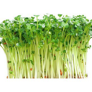 Hạt Giống Cải Mầm  Phú Nông - Gói 50g-100g