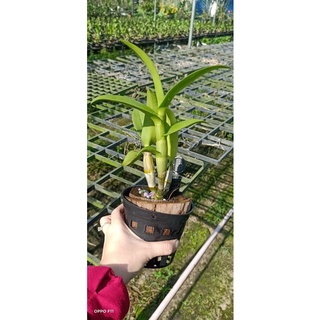 Lan Dendro lai cattleya màu mới