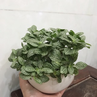 Chậu cẩm nhung xanh, lá may mắn