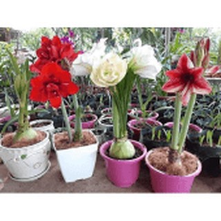 combo 5 Củ Lan Huệ Kép  ngậm nụ