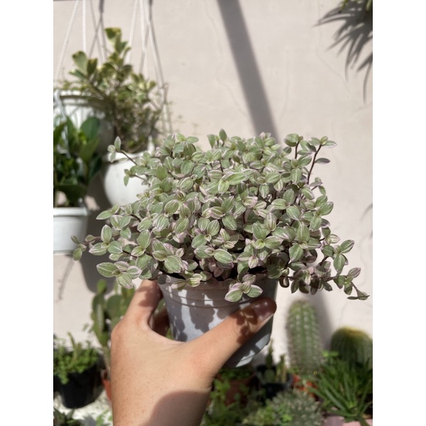 🌻 Sen Đá Cỏ Sedum Vàng, Lady Pinky, Sedum Vảy Cá FULL Chậu