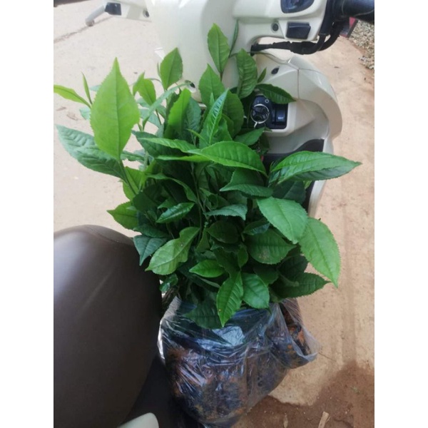 Combo 5 Cây chè shan tuyết