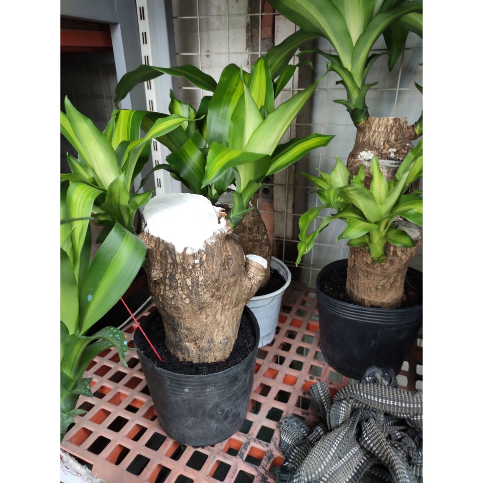 cây phát tài phong thủy (thiết mộc lan) gốc to cây một thân cao 25-35cm