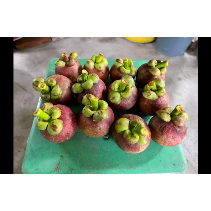 Măng cụt lái thiêu chín đều tươi ngon không bị chai sượng .1kg giao nhanh khu vực TP HCM VÀ CÁC TỈNH LÂN CẬN | BigBuy360 - bigbuy360.vn