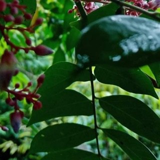 Lá khế khô tươi 300g va 500g