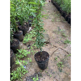 Cây lựu đỏ peru