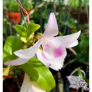 Lan Phi Điệp 🍀FREESHIP🍀 Hồng Yên Thủy [ Ươm Kie ]