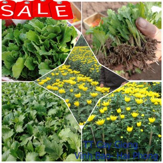 Set 100 cây hoa cúc giống trồng chơi tết ✅ Vườn hoa giống VBHP
