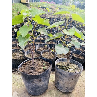 Cây Nho Giống Elđen Nho Phap Leo giàn