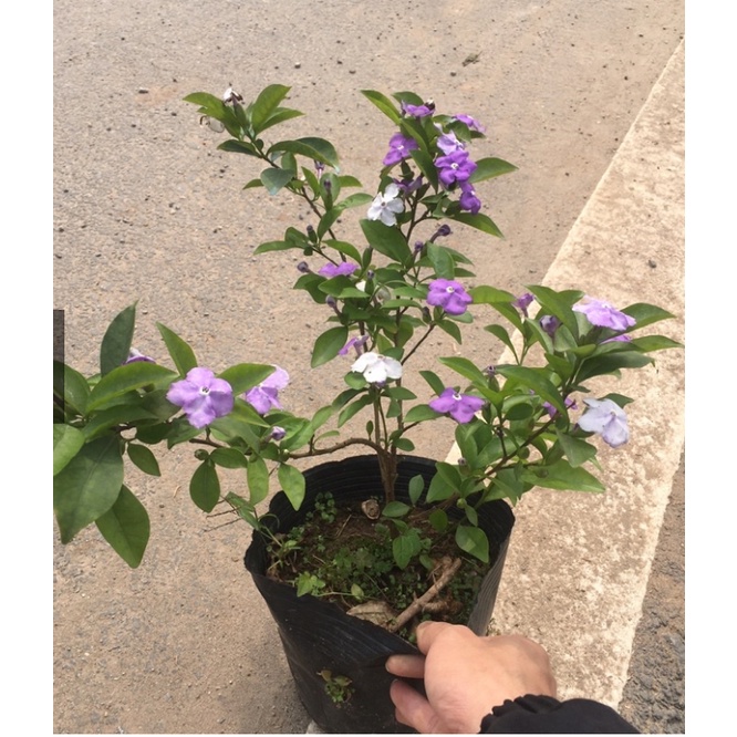 Cây hoa NHÀI NHẬT bụi xum cao từ 50 đến 60 cm hoa 2 mầu như hình