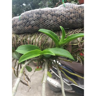 Phân dê bón cho phong lan dài 10cm
