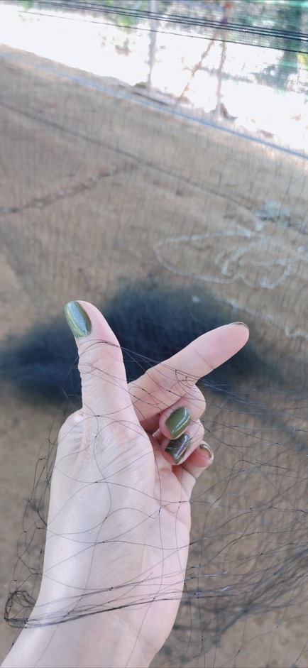 50m Lưới bẫy cu xanh, vẹt. Rẽ giun, mỏ nhát...