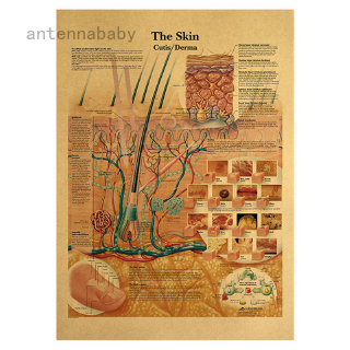 Tranh áp phích dán tường hình cấu tạo da người phong cách vintage